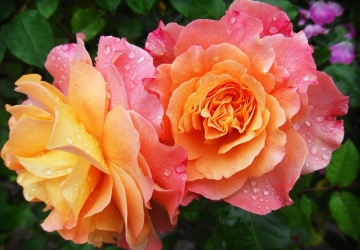 Róże: odmiany polecane do dekoracji altan i ogrodów przydomowych