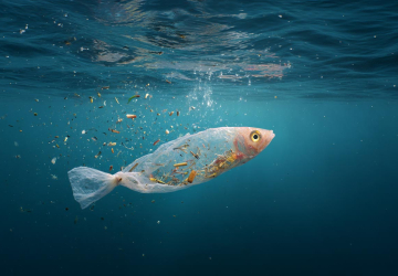 Mikroplastik w ludzkiej krwi – odkrycie, które zmienia naszą perspektywę na zdrowie i środowisko